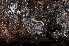  ( - BC ZSM MYR 00072)  @13 [ ] CreativeCommons - Attribution Non-Commercial Share-Alike (2010) Unspecified SNSB, Zoologische Staatssammlung Muenchen