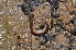  (Chordeuma - BC ZSM MYR 00089)  @13 [ ] CreativeCommons - Attribution Non-Commercial Share-Alike (2010) Unspecified SNSB, Zoologische Staatssammlung Muenchen