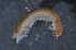  (Chordeumatinae - BC ZSM MYR 00095)  @13 [ ] CreativeCommons - Attribution Non-Commercial Share-Alike (2010) Unspecified SNSB, Zoologische Staatssammlung Muenchen