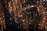  (Listrocheiritium - BC ZSM MYR 00131)  @13 [ ] CreativeCommons - Attribution Non-Commercial Share-Alike (2010) Unspecified SNSB, Zoologische Staatssammlung Muenchen