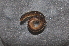  ( - BC ZSM MYR 00153)  @11 [ ] CreativeCommons - Attribution Non-Commercial Share-Alike (2010) Unspecified SNSB, Zoologische Staatssammlung Muenchen