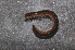 ( - BC ZSM MYR 00162)  @11 [ ] CreativeCommons - Attribution Non-Commercial Share-Alike (2010) Unspecified SNSB, Zoologische Staatssammlung Muenchen