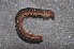  (Leptoiulus trilobatus - BC ZSM MYR 00167)  @11 [ ] CreativeCommons - Attribution Non-Commercial Share-Alike (2010) Unspecified SNSB, Zoologische Staatssammlung Muenchen