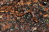  (Cylindroiulus boleti - BC ZSM MYR 00171)  @14 [ ] CreativeCommons - Attribution Non-Commercial Share-Alike (2010) Unspecified SNSB, Zoologische Staatssammlung Muenchen