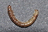  ( - BC ZSM MYR 00174)  @13 [ ] CreativeCommons - Attribution Non-Commercial Share-Alike (2010) Unspecified SNSB, Zoologische Staatssammlung Muenchen
