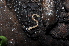  ( - BC ZSM MYR 00242)  @11 [ ] CreativeCommons - Attribution Non-Commercial Share-Alike (2010) Unspecified SNSB, Zoologische Staatssammlung Muenchen