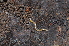  (Boreoiulus - BC ZSM MYR 00243)  @14 [ ] CreativeCommons - Attribution Non-Commercial Share-Alike (2010) Unspecified SNSB, Zoologische Staatssammlung Muenchen