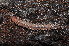  ( - BC ZSM MYR 00248)  @11 [ ] CreativeCommons - Attribution Non-Commercial Share-Alike (2010) Unspecified SNSB, Zoologische Staatssammlung Muenchen