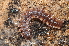  (Polydesmus complanatus - BC ZSM MYR 00255)  @13 [ ] CreativeCommons - Attribution Non-Commercial Share-Alike (2010) Unspecified SNSB, Zoologische Staatssammlung Muenchen