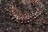  ( - BC ZSM MYR 00257)  @13 [ ] CreativeCommons - Attribution Non-Commercial Share-Alike (2010) Unspecified SNSB, Zoologische Staatssammlung Muenchen