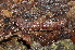  ( - BC ZSM MYR 00258)  @12 [ ] CreativeCommons - Attribution Non-Commercial Share-Alike (2010) Unspecified SNSB, Zoologische Staatssammlung Muenchen