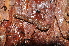  (Polydesmus denticulatus - BC ZSM MYR 00259)  @13 [ ] CreativeCommons - Attribution Non-Commercial Share-Alike (2010) Unspecified SNSB, Zoologische Staatssammlung Muenchen