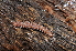  ( - BC ZSM MYR 00260)  @13 [ ] CreativeCommons - Attribution Non-Commercial Share-Alike (2010) Unspecified SNSB, Zoologische Staatssammlung Muenchen