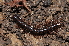  ( - BC ZSM MYR 00263)  @13 [ ] CreativeCommons - Attribution Non-Commercial Share-Alike (2010) Unspecified SNSB, Zoologische Staatssammlung Muenchen