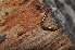  ( - BC ZSM MYR 00280)  @12 [ ] CreativeCommons - Attribution Non-Commercial Share-Alike (2010) Unspecified SNSB, Zoologische Staatssammlung Muenchen