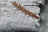  (Dactylophorosoma - BC ZSM MYR 00326)  @15 [ ] CreativeCommons - Attribution Non-Commercial Share-Alike (2010) Joerg Spelda SNSB, Zoologische Staatssammlung Muenchen