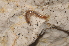  ( - BC ZSM MYR 00349)  @11 [ ] CreativeCommons - Attribution Non-Commercial Share-Alike (2010) Joerg Spelda SNSB, Zoologische Staatssammlung Muenchen