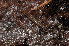  ( - BC ZSM MYR 00350)  @11 [ ] CreativeCommons - Attribution Non-Commercial Share-Alike (2010) Joerg Spelda SNSB, Zoologische Staatssammlung Muenchen