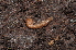  ( - BC ZSM MYR 00351)  @13 [ ] CreativeCommons - Attribution Non-Commercial Share-Alike (2010) Joerg Spelda SNSB, Zoologische Staatssammlung Muenchen