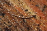  (Attemsiidae - BC ZSM MYR 00360)  @14 [ ] CreativeCommons - Attribution Non-Commercial Share-Alike (2010) Joerg Spelda SNSB, Zoologische Staatssammlung Muenchen