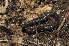  ( - BC ZSM MYR 00388)  @11 [ ] CreativeCommons - Attribution Non-Commercial Share-Alike (2010) Joerg Spelda SNSB, Zoologische Staatssammlung Muenchen