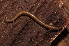  ( - BC ZSM MYR 00395)  @11 [ ] CreativeCommons - Attribution Non-Commercial Share-Alike (2010) Joerg Spelda SNSB, Zoologische Staatssammlung Muenchen