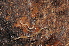  ( - BC ZSM MYR 00402)  @11 [ ] CreativeCommons - Attribution Non-Commercial Share-Alike (2010) Joerg Spelda SNSB, Zoologische Staatssammlung Muenchen