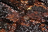  ( - BC ZSM MYR 00404)  @11 [ ] CreativeCommons - Attribution Non-Commercial Share-Alike (2010) Joerg Spelda SNSB, Zoologische Staatssammlung Muenchen