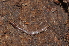  (Cylindroiulus truncorum - BC ZSM MYR 00414)  @14 [ ] CreativeCommons - Attribution Non-Commercial Share-Alike (2010) Joerg Spelda SNSB, Zoologische Staatssammlung Muenchen