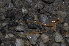  ( - BC ZSM MYR 00513)  @11 [ ] CreativeCommons - Attribution Non-Commercial Share-Alike (2010) Joerg Spelda SNSB, Zoologische Staatssammlung Muenchen