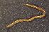  ( - BC ZSM MYR 00514)  @11 [ ] CreativeCommons - Attribution Non-Commercial Share-Alike (2010) Joerg Spelda SNSB, Zoologische Staatssammlung Muenchen