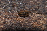  (Ligidium - BC ZSM MYR 00526)  @13 [ ] CreativeCommons - Attribution Non-Commercial Share-Alike (2010) Joerg Spelda SNSB, Zoologische Staatssammlung Muenchen