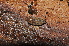  ( - BC ZSM MYR 00527)  @11 [ ] CreativeCommons - Attribution Non-Commercial Share-Alike (2010) Joerg Spelda SNSB, Zoologische Staatssammlung Muenchen