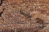  ( - BC ZSM MYR 00528)  @13 [ ] CreativeCommons - Attribution Non-Commercial Share-Alike (2010) Joerg Spelda SNSB, Zoologische Staatssammlung Muenchen