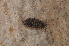  ( - BC ZSM MYR 00529)  @13 [ ] CreativeCommons - Attribution Non-Commercial Share-Alike (2010) Joerg Spelda SNSB, Zoologische Staatssammlung Muenchen