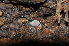  ( - BC ZSM MYR 00534)  @13 [ ] CreativeCommons - Attribution Non-Commercial Share-Alike (2010) Joerg Spelda SNSB, Zoologische Staatssammlung Muenchen