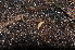  ( - BC ZSM MYR 00546)  @11 [ ] CreativeCommons - Attribution Non-Commercial Share-Alike (2010) Joerg Spelda SNSB, Zoologische Staatssammlung Muenchen