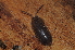  ( - BC ZSM MYR 00560)  @14 [ ] CreativeCommons - Attribution Non-Commercial Share-Alike (2010) Joerg Spelda SNSB, Zoologische Staatssammlung Muenchen