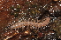  ( - BC ZSM MYR 00362)  @12 [ ] CreativeCommons - Attribution Non-Commercial Share-Alike (2010) Joerg Spelda SNSB, Zoologische Staatssammlung Muenchen
