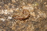  (Polydesmus edentulus - BC ZSM MYR 00363)  @13 [ ] CreativeCommons - Attribution Non-Commercial Share-Alike (2010) Joerg Spelda SNSB, Zoologische Staatssammlung Muenchen