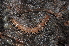 ( - BC ZSM MYR 00364)  @12 [ ] CreativeCommons - Attribution Non-Commercial Share-Alike (2010) Joerg Spelda SNSB, Zoologische Staatssammlung Muenchen