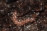  ( - BC ZSM MYR 00365)  @13 [ ] CreativeCommons - Attribution Non-Commercial Share-Alike (2010) Joerg Spelda SNSB, Zoologische Staatssammlung Muenchen