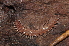  ( - BC ZSM MYR 00366)  @13 [ ] CreativeCommons - Attribution Non-Commercial Share-Alike (2010) Joerg Spelda SNSB, Zoologische Staatssammlung Muenchen
