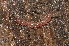  ( - BC ZSM MYR 00367)  @13 [ ] CreativeCommons - Attribution Non-Commercial Share-Alike (2010) Joerg Spelda SNSB, Zoologische Staatssammlung Muenchen