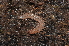  ( - BC ZSM MYR 00368)  @12 [ ] CreativeCommons - Attribution Non-Commercial Share-Alike (2010) Joerg Spelda SNSB, Zoologische Staatssammlung Muenchen