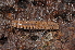  ( - BC ZSM MYR 00369)  @12 [ ] CreativeCommons - Attribution Non-Commercial Share-Alike (2010) Joerg Spelda SNSB, Zoologische Staatssammlung Muenchen