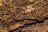  ( - BC ZSM MYR 00394)  @13 [ ] CreativeCommons - Attribution Non-Commercial Share-Alike (2010) Joerg Spelda SNSB, Zoologische Staatssammlung Muenchen