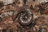 (Ommatoiulus rutilans - BC ZSM MYR 00423)  @11 [ ] CreativeCommons - Attribution Non-Commercial Share-Alike (2010) Joerg Spelda SNSB, Zoologische Staatssammlung Muenchen