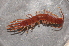  (Lithobius forficatus - BC ZSM MYR 00434)  @14 [ ] CreativeCommons - Attribution Non-Commercial Share-Alike (2010) Joerg Spelda SNSB, Zoologische Staatssammlung Muenchen
