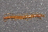  (Cryptops umbricus - BC ZSM MYR 00489)  @13 [ ] CreativeCommons - Attribution Non-Commercial Share-Alike (2010) Joerg Spelda SNSB, Zoologische Staatssammlung Muenchen